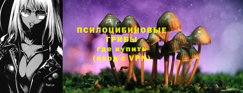 Галлюциногенные грибы Psilocybe Ликино-Дулёво